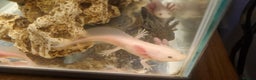 Axolotl reptiles for sale: Axolotls - Advert 8