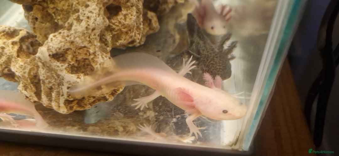 Axolotl reptiles for sale: Axolotls - Image 6