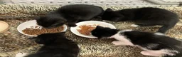 Mixed Breed cats for sale: 4 adorable farm rescues looking for loving homes in Glasgow - Advert 6