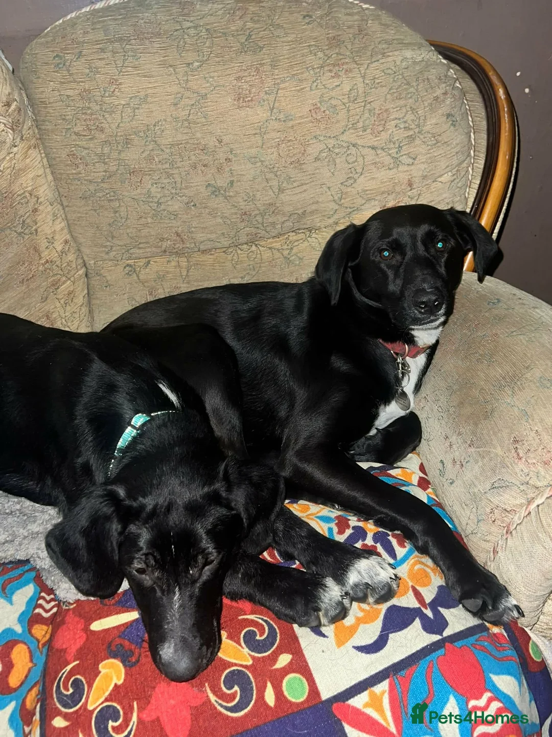 Mixed Breed dogs for adoption: Roonie 5 month Lab Cross  - Advert 4