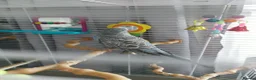 Budgerigars birds for sale: Young budgie  - Advert 2