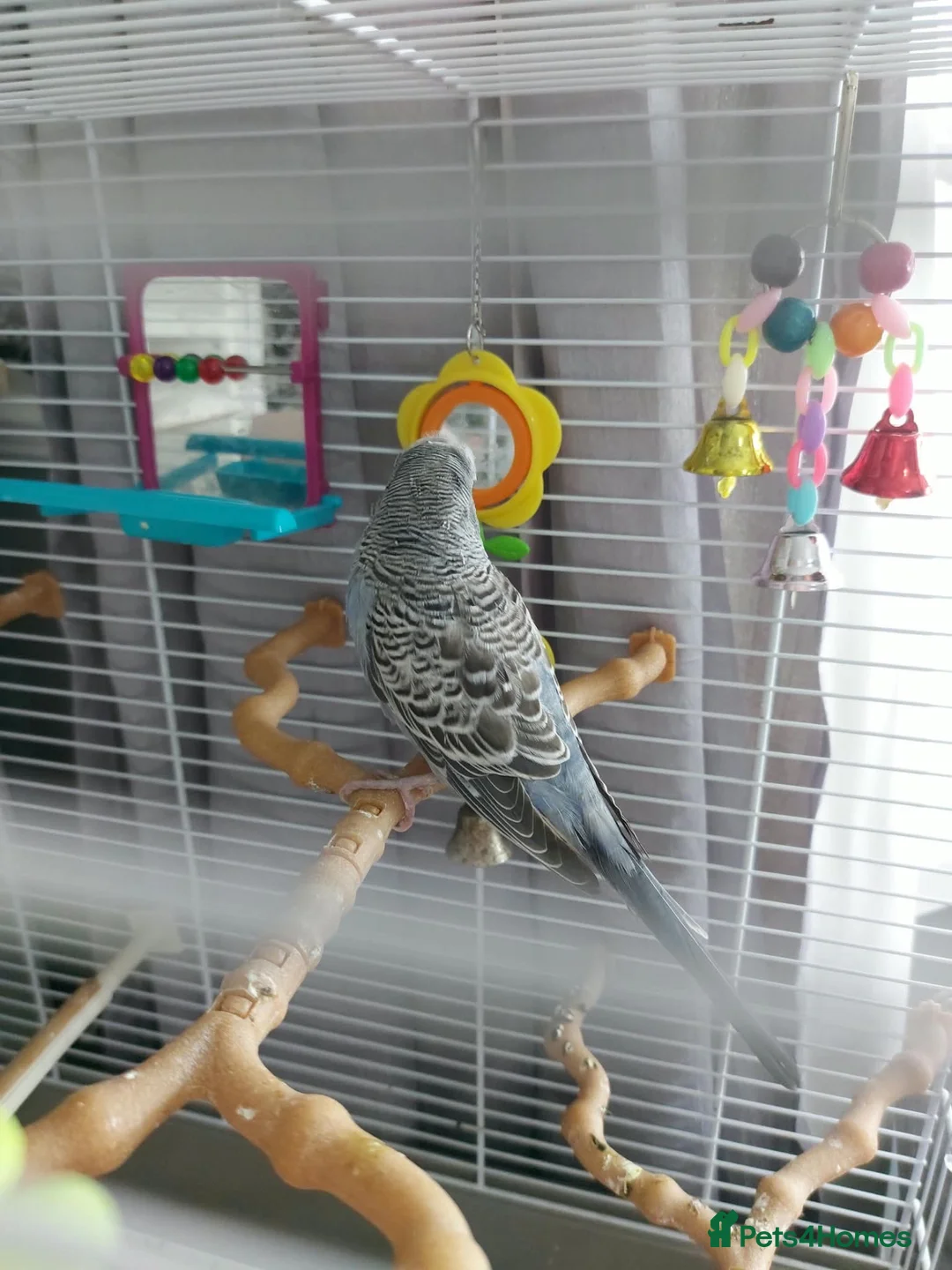 Budgerigars birds for sale: Young budgie  - Advert 2