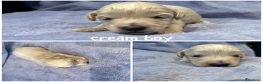 Cream boy