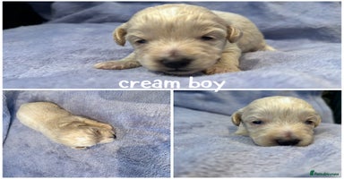 Shihpoo dogs Ready Now Stunning Shihpoo X sproodle puppies - Advert 12