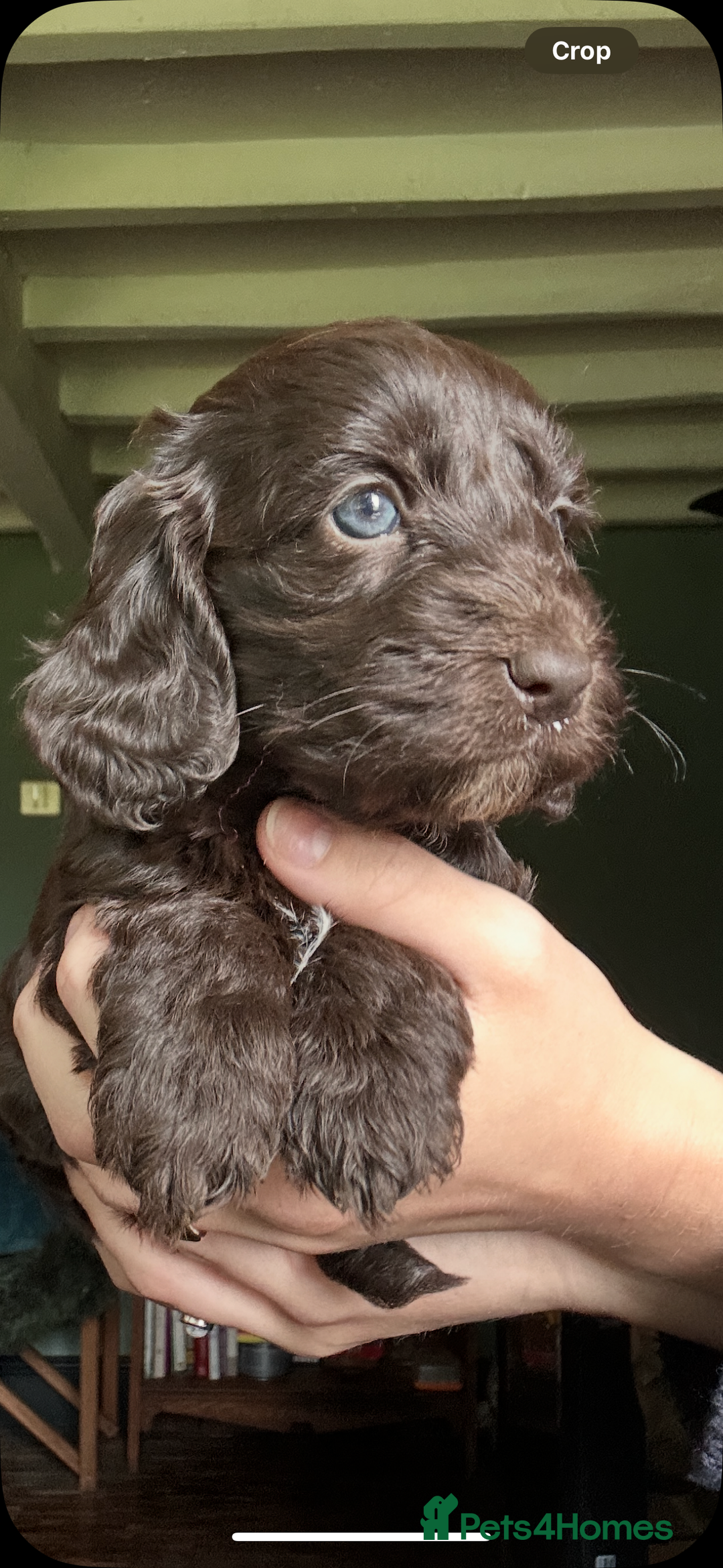Cockapoo dogs for sale: Top Quality F1 Teddy Bear Cockapoo puppies - Image 2