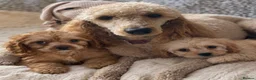 Cavapoo dogs for sale: 6 CAVAPOO PUPPYS / HEALTH TESTED ✔️  - Advert 15