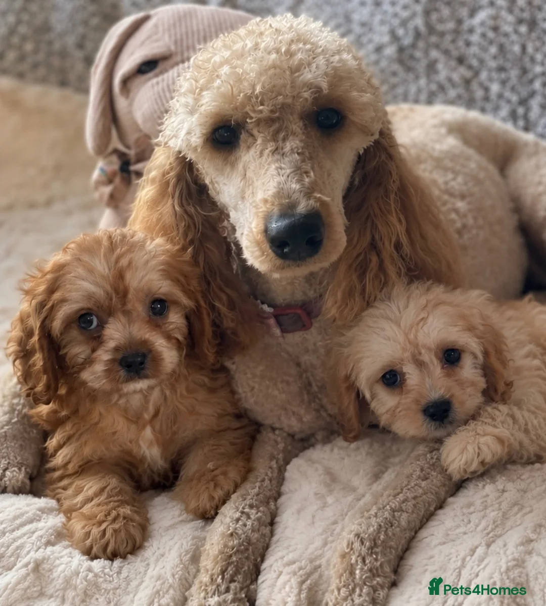 Cavapoo dogs for sale: 6 CAVAPOO PUPPYS / HEALTH TESTED ✔️  - Advert 15