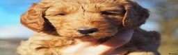 Australian Labradoodle dogs for sale: 5 Australian Labradoodle girls - Advert 14