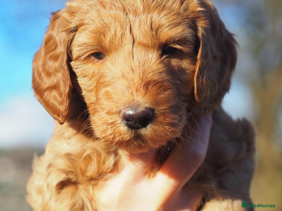 Australian Labradoodle dogs for sale: 5 Australian Labradoodle girls - Advert 14