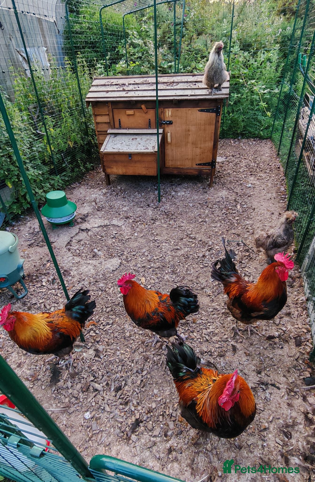 Chickens poultry Cockerels - Copper Maran, Olive eggers and Silkies - Advert 1
