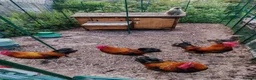 Chickens poultry for sale: Cockerels - Copper Maran, Olive eggers and Silkies - Advert 1