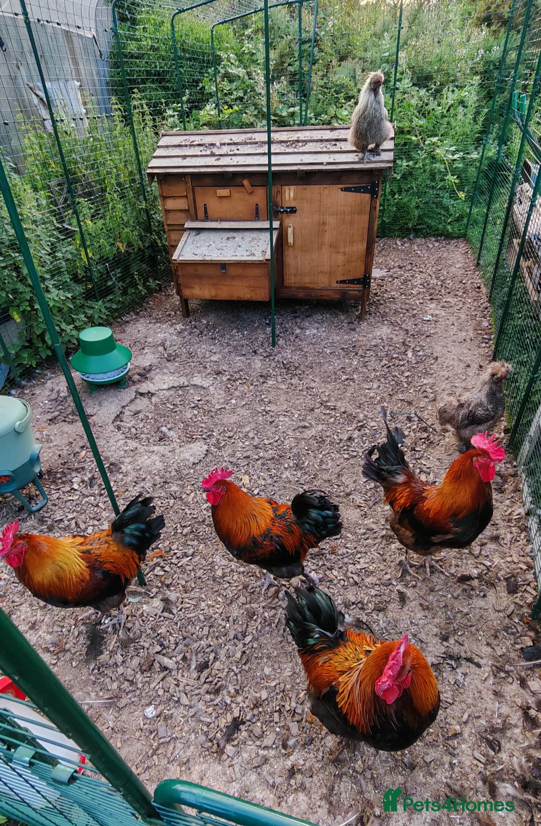 Chickens poultry for sale: Cockerels - Copper Maran, Olive eggers and Silkies - Advert 1
