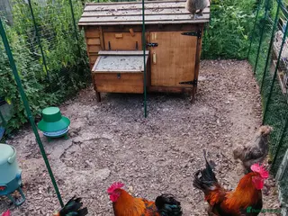 Chickens poultry Cockerels - Copper Maran, Olive eggers and Silkies - Advert 1