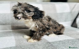 Cockapoo dogs for sale: Beautiful cockapoos looking for forever homes  - Image 11