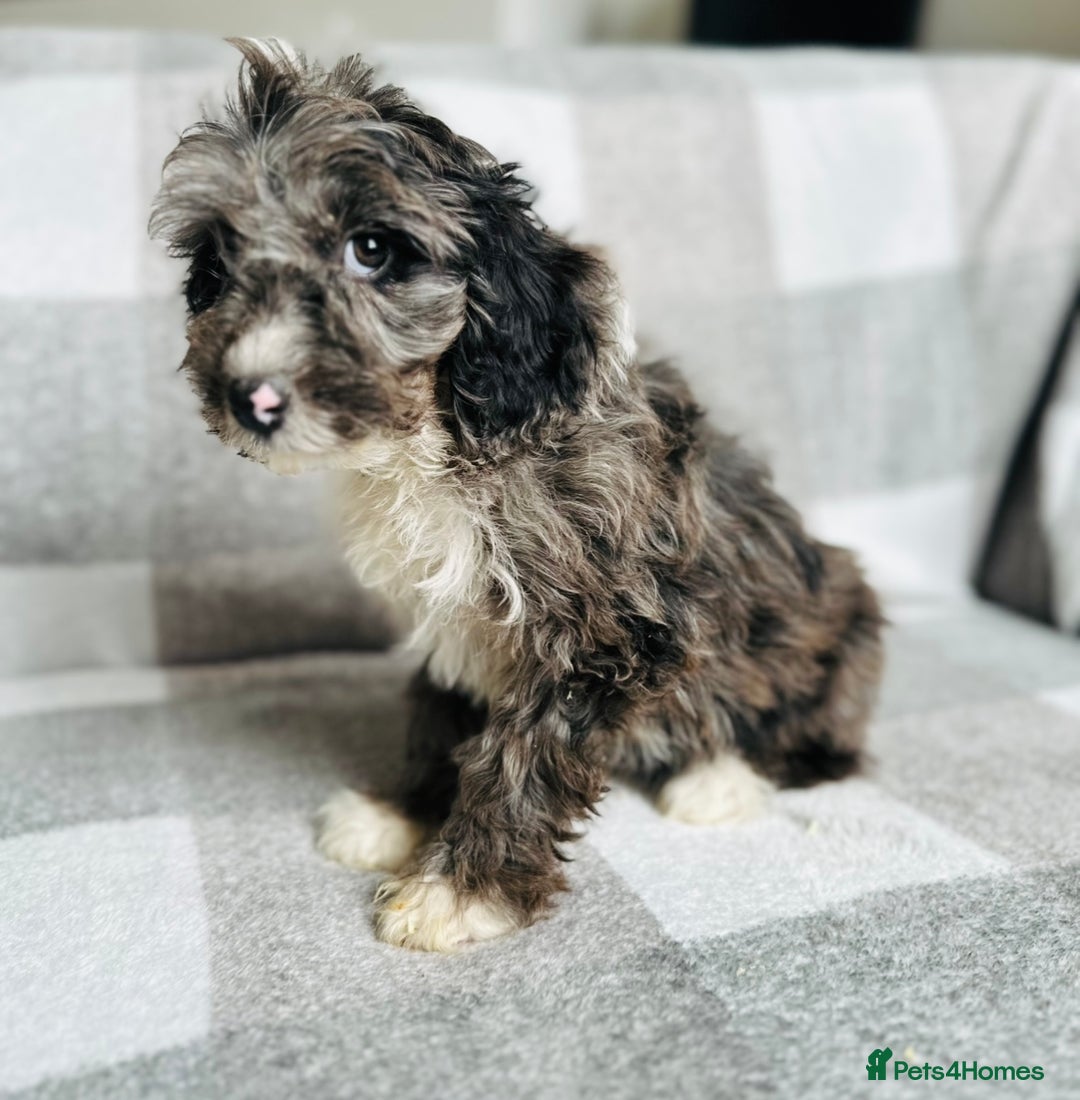 Cockapoo dogs for sale: Beautiful cockapoos looking for forever homes  - Image 11