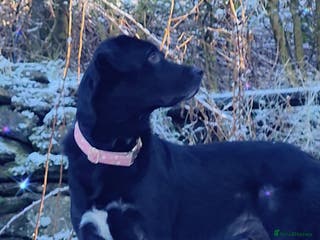 Siberian Husky dogs Husky male and labernesse female - Advert 1