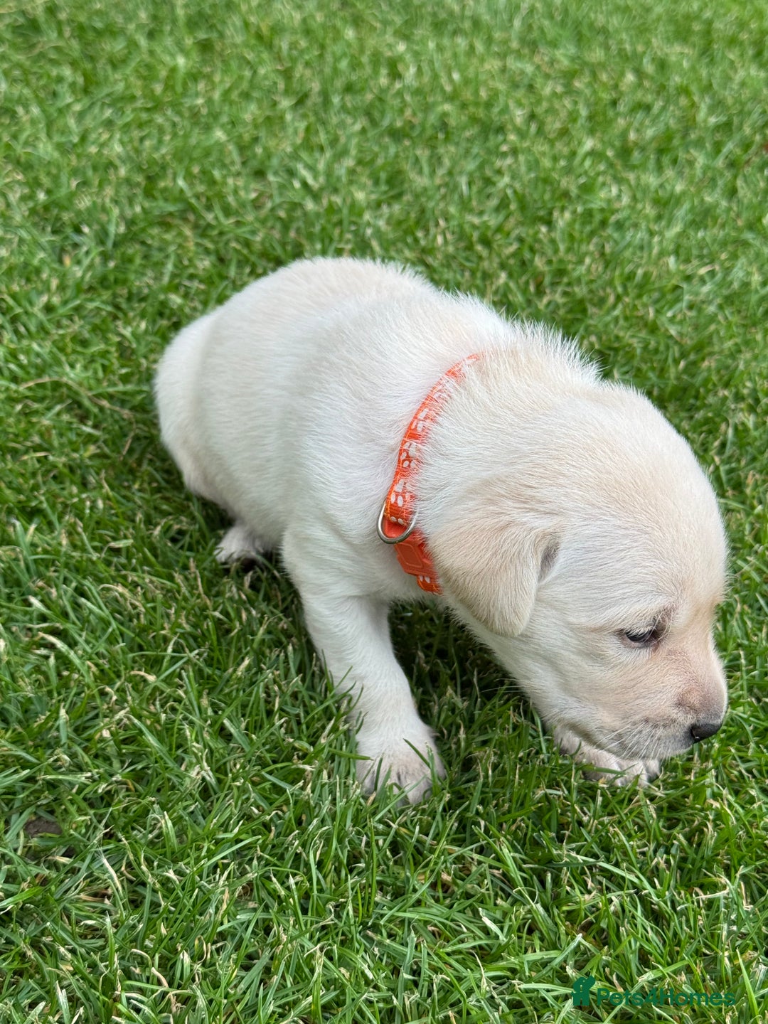 Labrador Retriever dogs for sale: Stunning KC Reg Yellow Labrador Puppies - Image 15