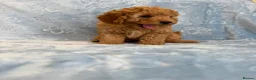 Toy Poodle dogs for sale: Beautiful health tested toy poodles  - Advert 25