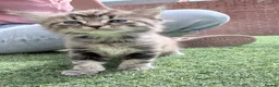 British Longhair cats for sale: 3 x female British longhair kittens - Advert 9