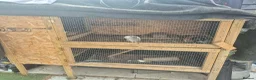Guinea Pig rodents for sale: Guinea pig - Advert 3