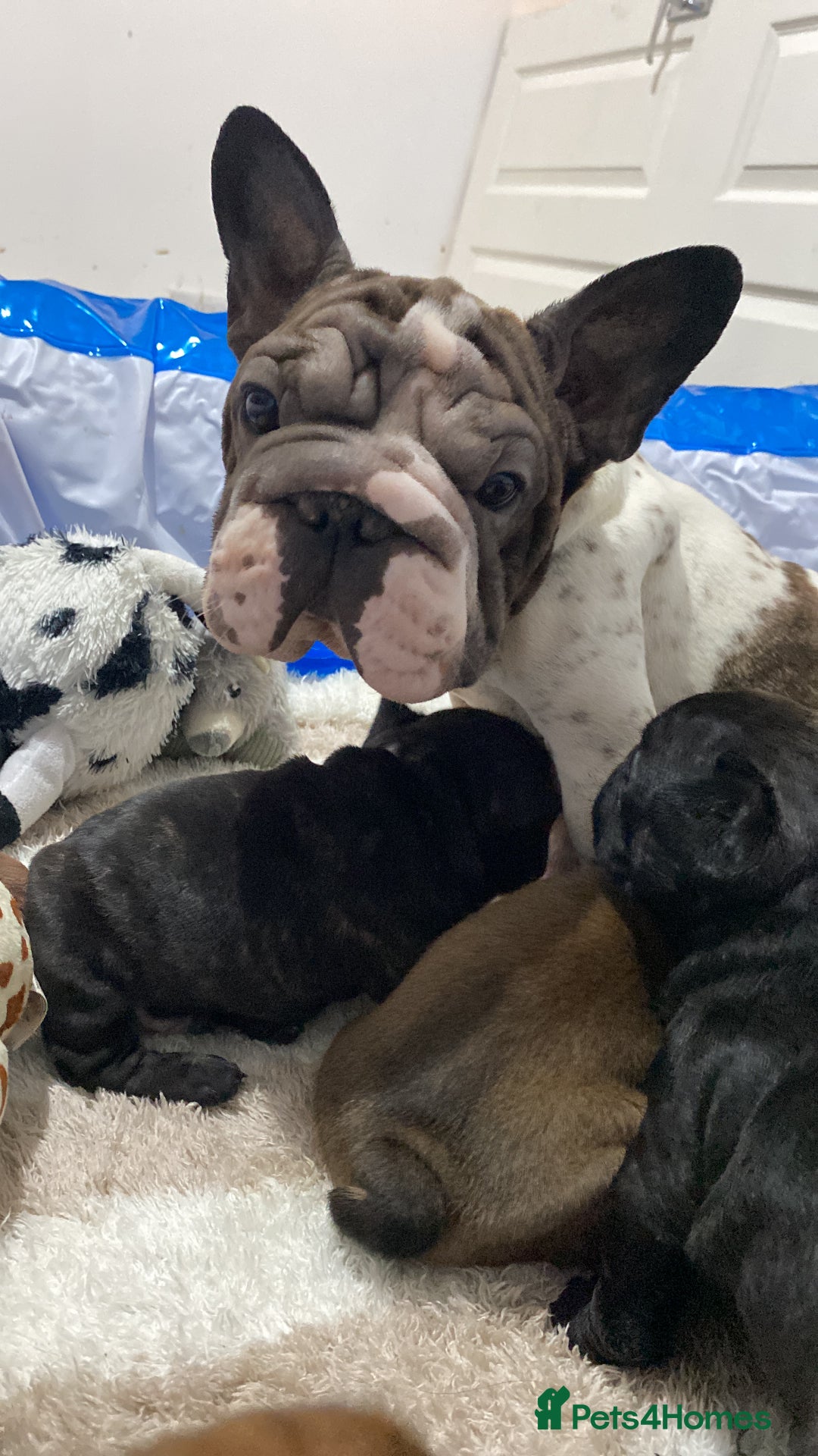 French Bulldog dogs for sale: BEAUTIFUL CHUNKY FRENCHIE PUPS - Advert 3