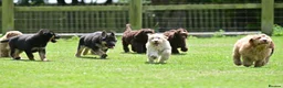Mixed Breed dogs for sale: Shepadoodles extensively health tested parentage  - Advert 14