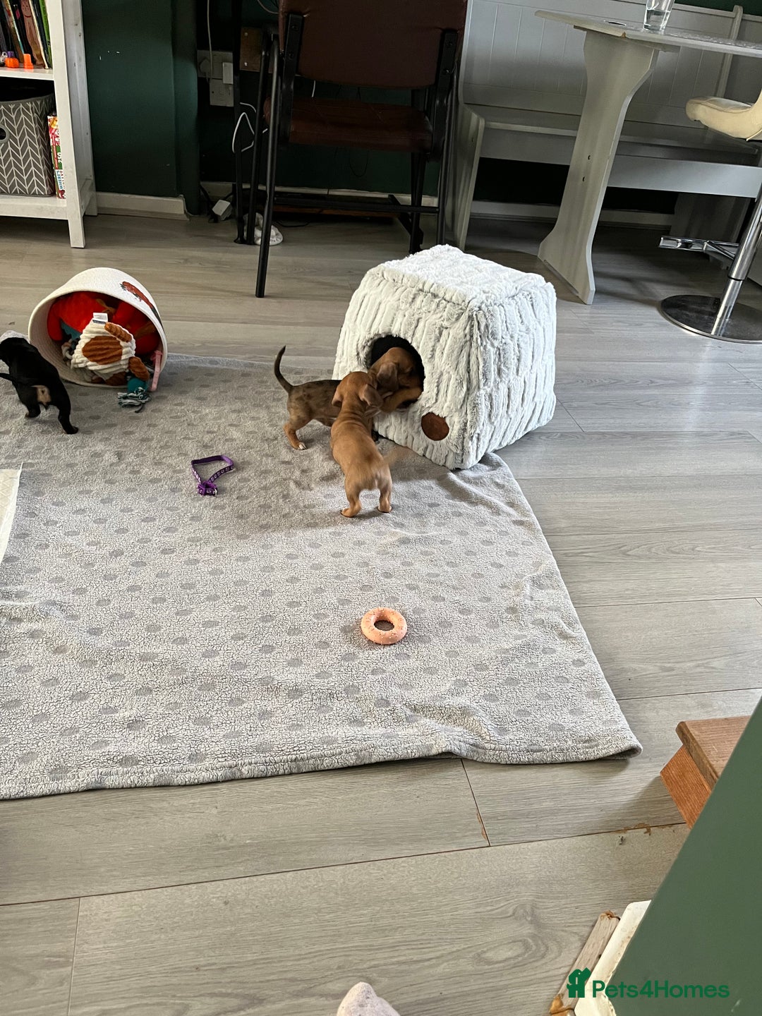 Mixed Breed dogs for sale: Maltese Cross Miniature Dachshund  - Advert 6