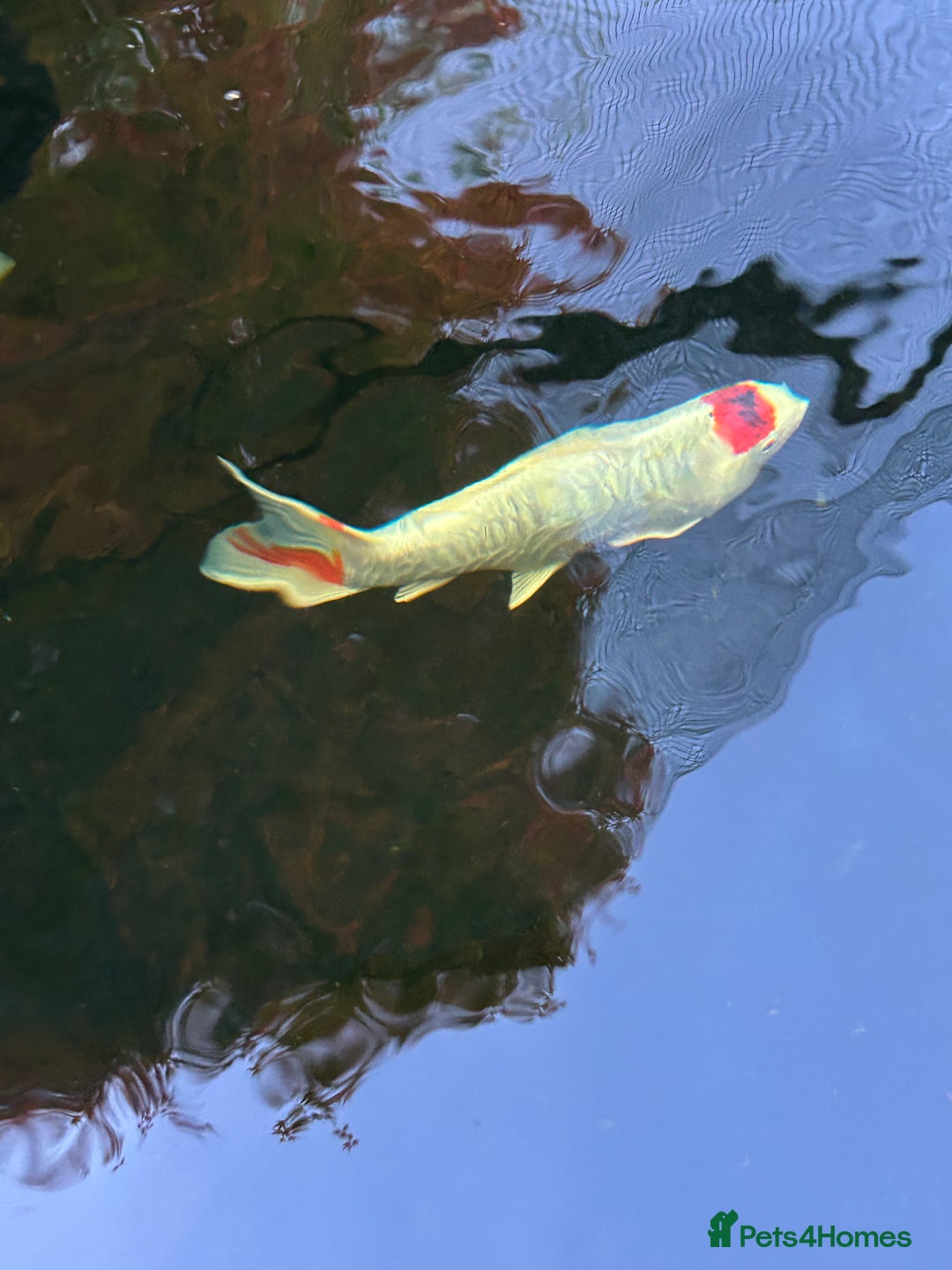 Koi Carp fish for sale: koi fish and various other fish - Image 14