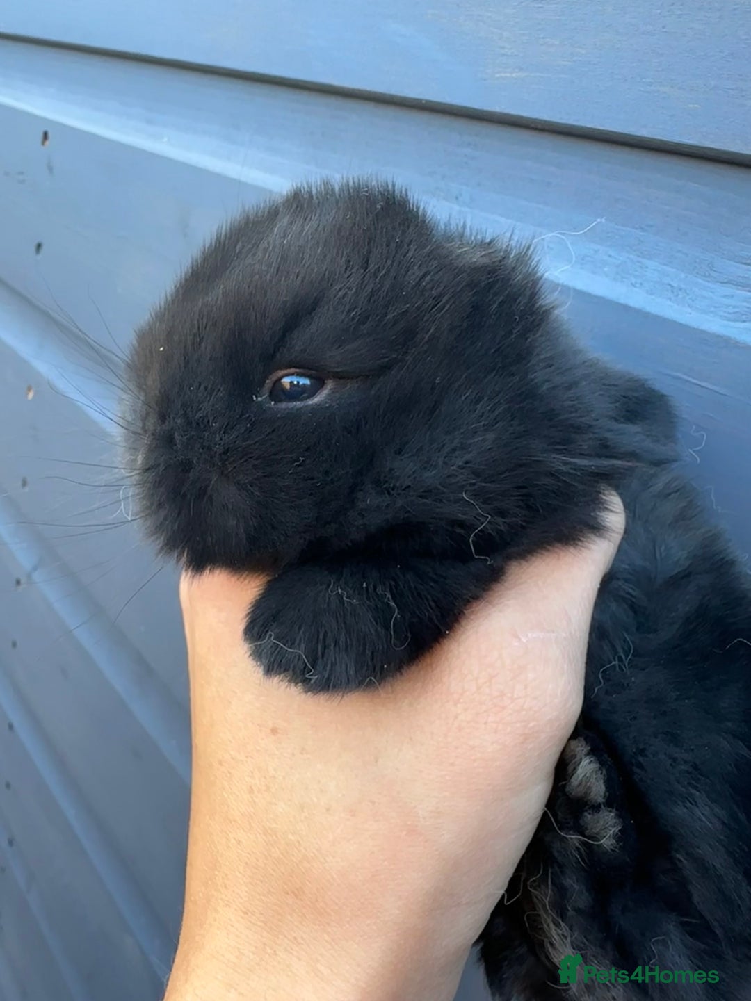 Mini Lop rabbits for sale: Pure breed Minilop babies  - Image 3
