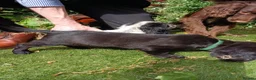 Cocker Spaniel dogs for sale: Cocker Spaniel Puppies in Barnsley - Advert 3