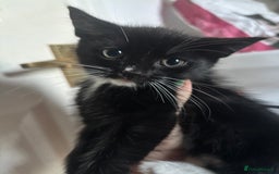 Mixed Breed cats for sale: 6 mixed breed kittens - Image 8