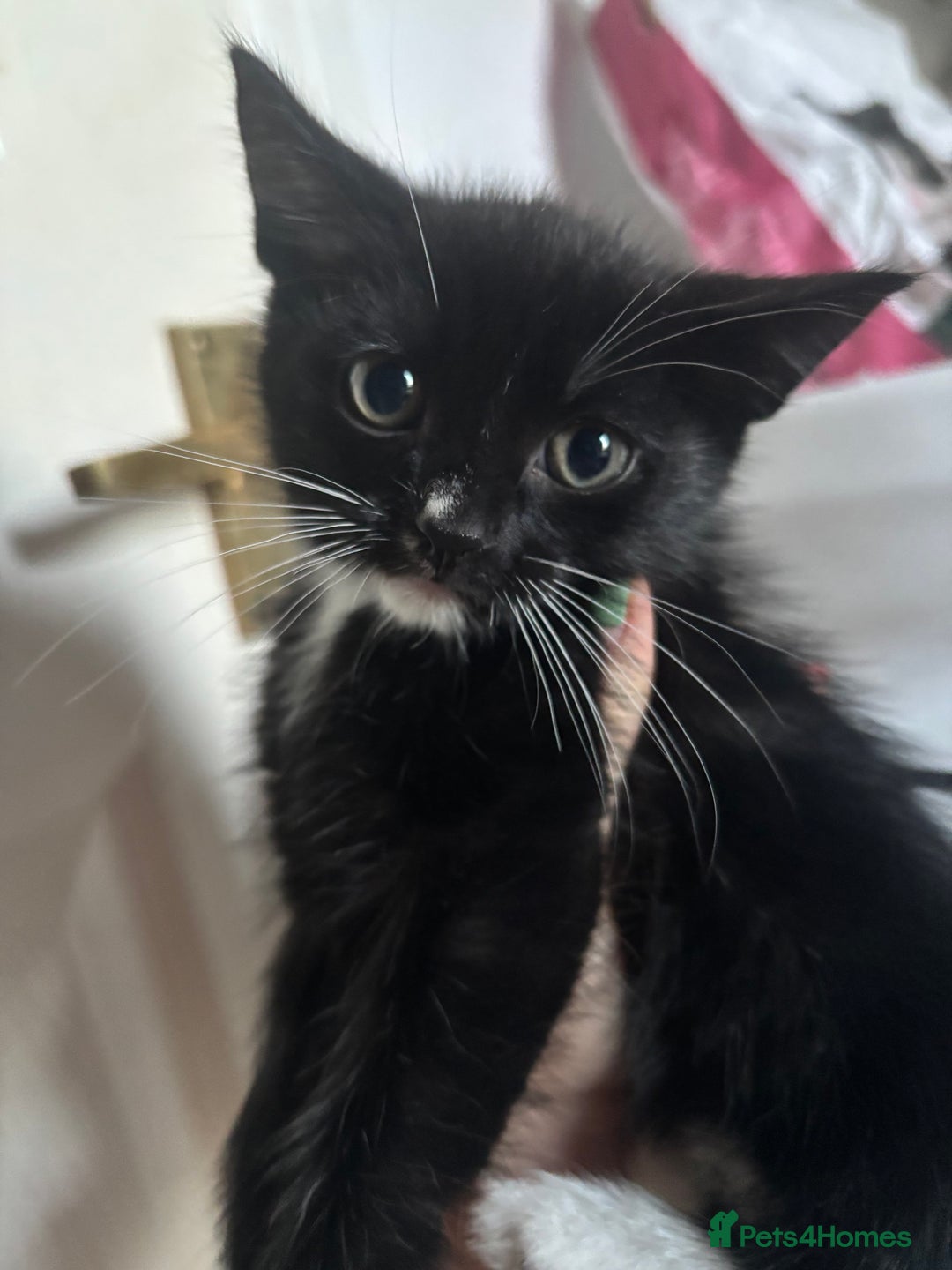 Mixed Breed cats for sale: 6 mixed breed kittens - Image 8