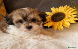 Shihpoo dogs for sale: Adorable little Shihpoo's, sold fully vaccinated - Image 31