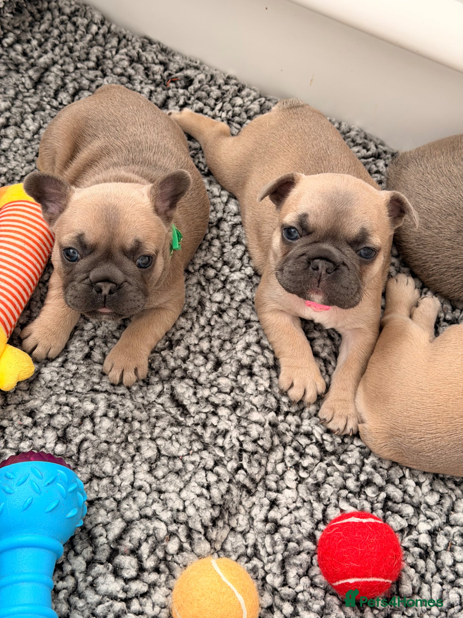 French Bulldog dogs French bulldog pups - Advert 3