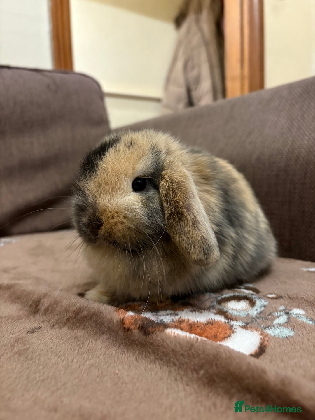 Mini Lop rabbits for sale: Bonded Mini Lop Harlequin Pair. Sold Together Only - Advert 4