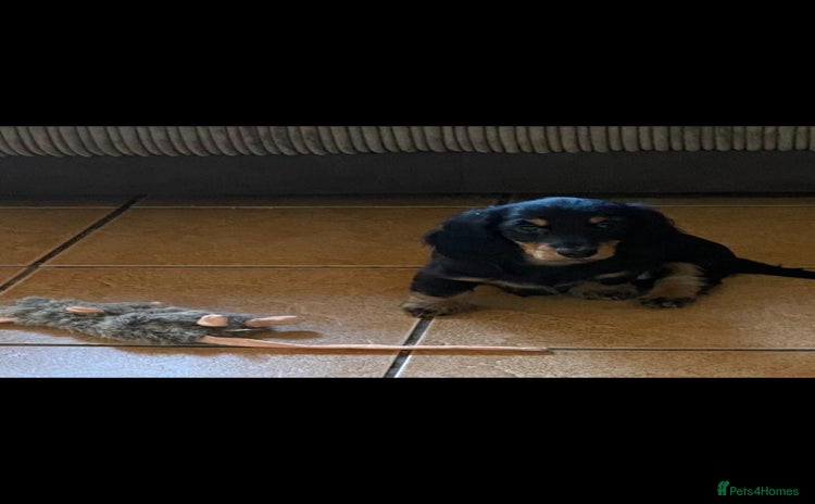 Miniature Dachshund dogs Stunning top quality miniature dachshund babies  - Advert 3