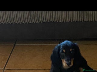 Miniature Dachshund dogs Stunning top quality miniature dachshund babies - Advert 1