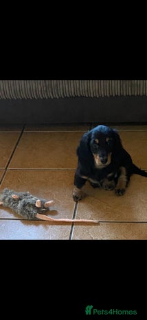 Miniature Dachshund dogs Stunning top quality miniature dachshund babies - Advert 3