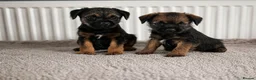 Border Terrier dogs for sale: Two Girl Border Terrier puppies in Slough - Advert 3