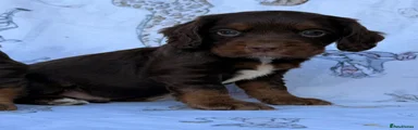 Cocker Spaniel 2