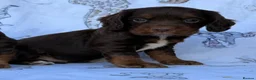 Cocker Spaniel dogs for sale: Working Type Cocker Spaniel puppies in Faringdon - Advert 3