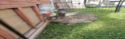 Continental Giant rabbits for sale: Adult Pure continental giant rabbit female  - Advert 2