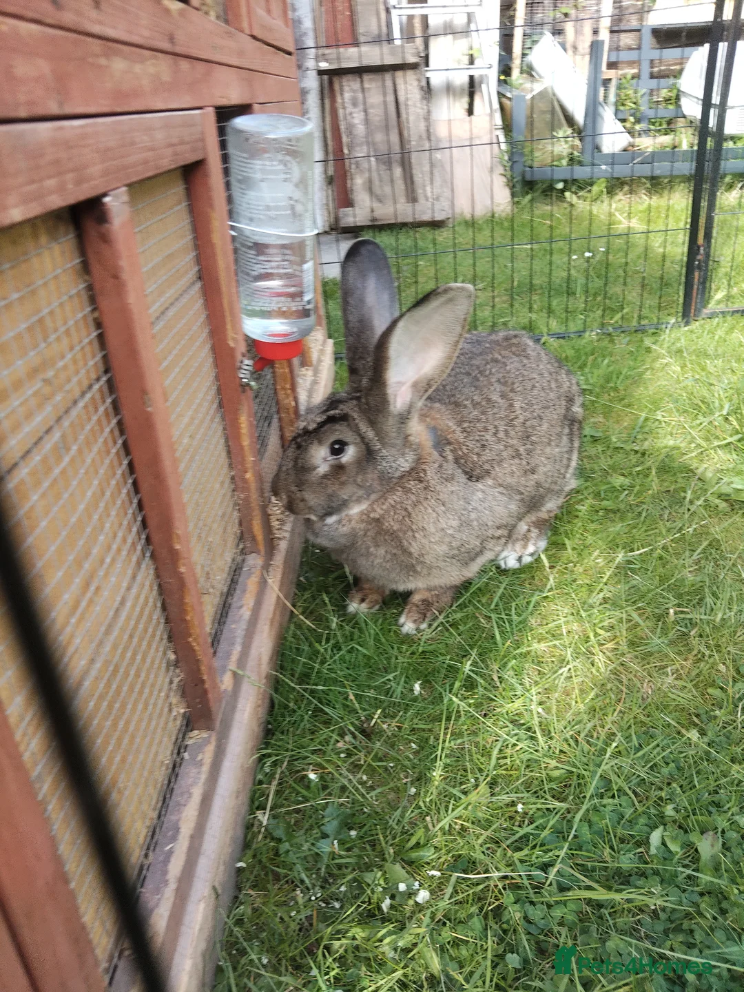 Continental Giant rabbits for sale: Adult Pure continental giant rabbit female  - Advert 2