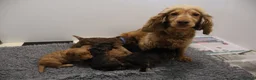 Cockapoo dogs for sale: ELITE COCKAPOOS HAVE 2 F1 COCKAPOO PUPS AVAILABLE - Advert 11