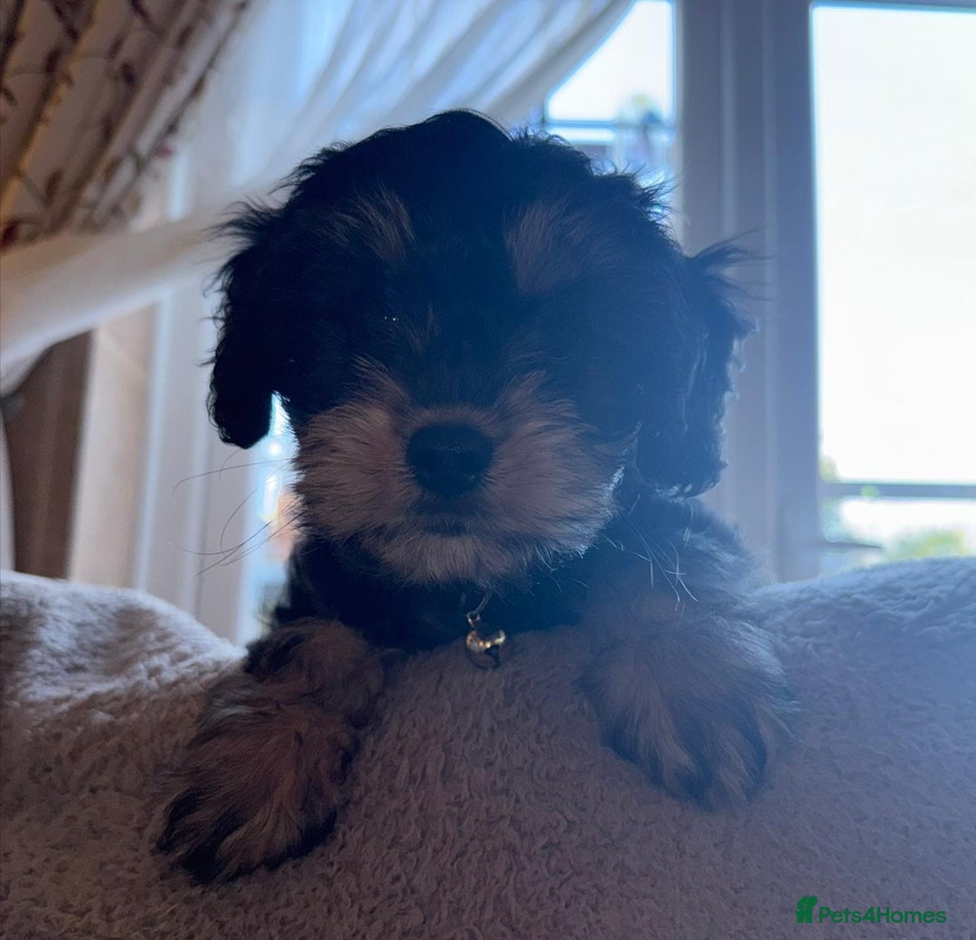 Cavapoo dogs for sale: 🐾 Beautiful F1 Cavapoo Puppy (Male) –  - Advert 6