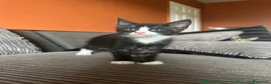 Maine Coon 2