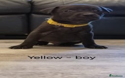 Mixed Breed dogs for sale: Ready in 11 days! 9x LABRADOR X STAFFY  - Image 15