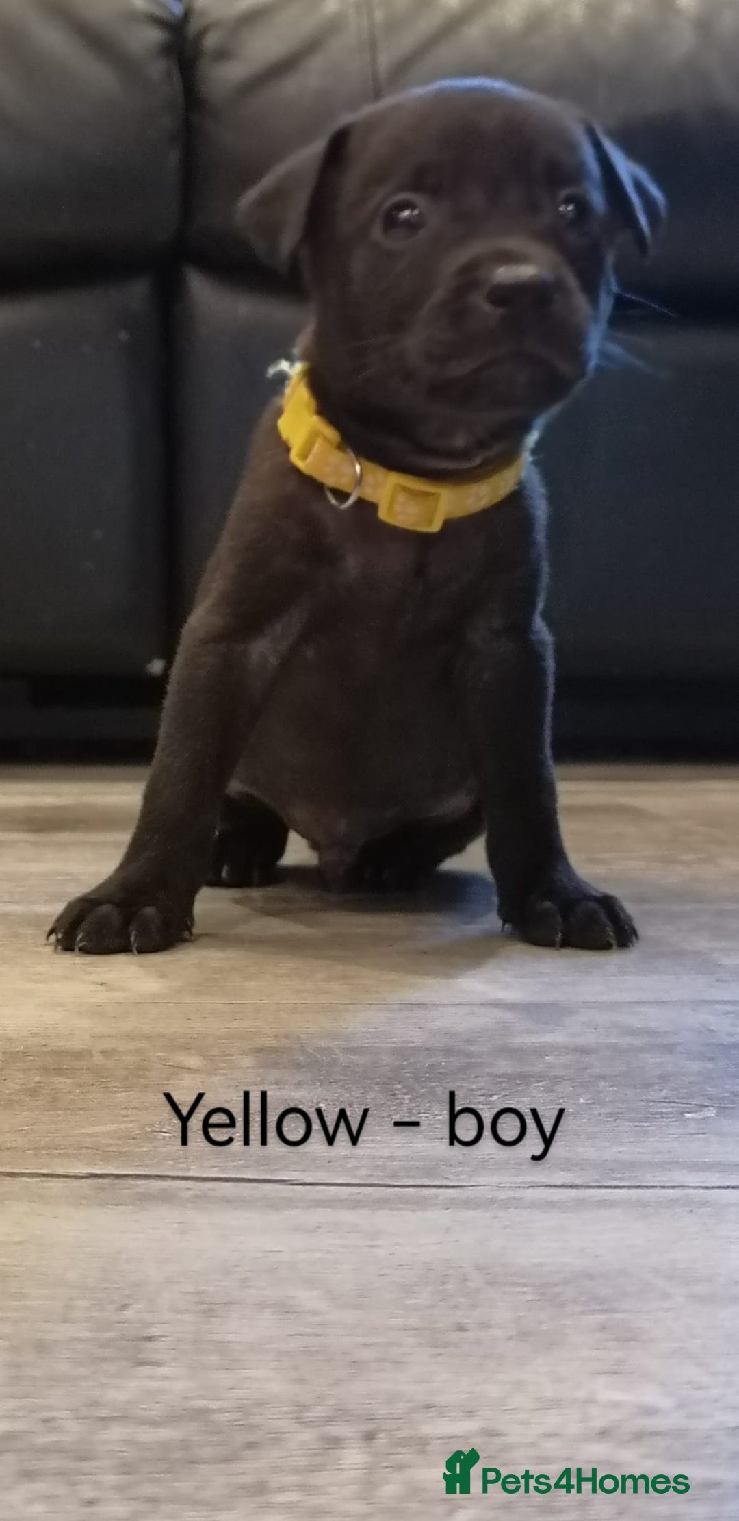 Mixed Breed dogs for sale: Ready in 11 days! 9x LABRADOR X STAFFY  - Image 15