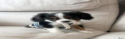 Cavalier King Charles Spaniel dogs for sale: Lovingly Cavalier King Charles Spaniels  in Edinburgh - Advert 4