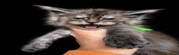 Maine Coon cats for sale: 9 STUNNING BLACK SMOKE MAINE COON CUBS  - Advert 19